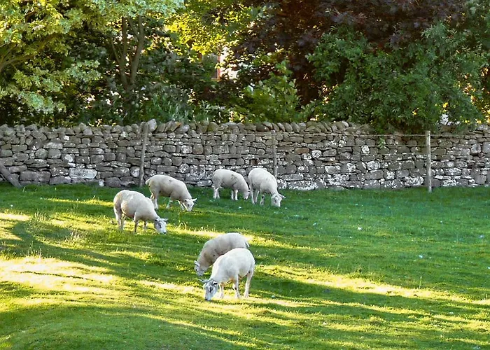 Nyaraló Snowdrop Thornton Steward